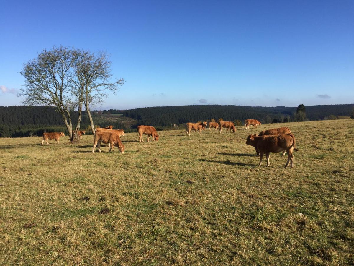 Chalet De Charme, Le "Caribou Lodge", Eifel Belge 比林根 外观 照片